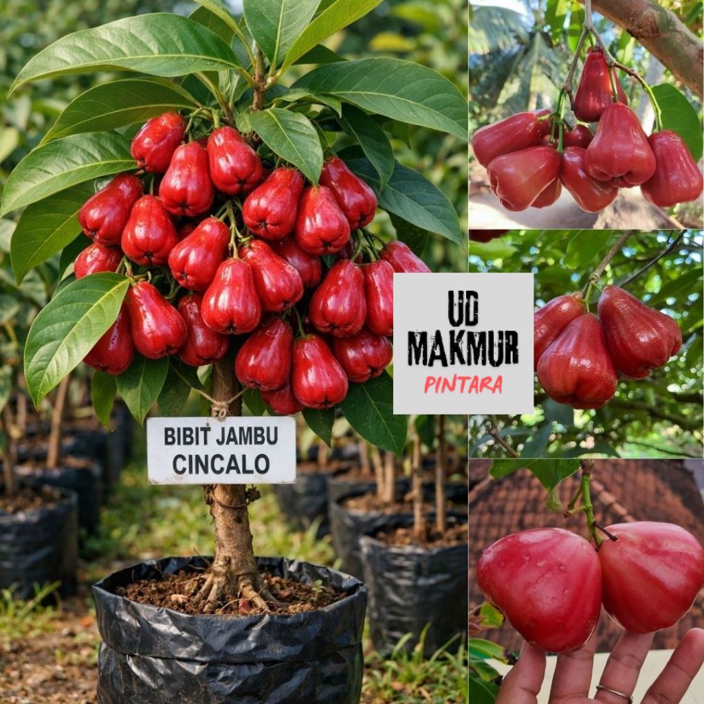 Bibit Jambu Air Cincalo Apel Merah Batang Besar , Manis , Siap Berbuah