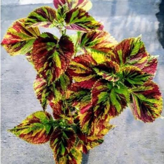 Miana sultan - tanaman hias miana sultan