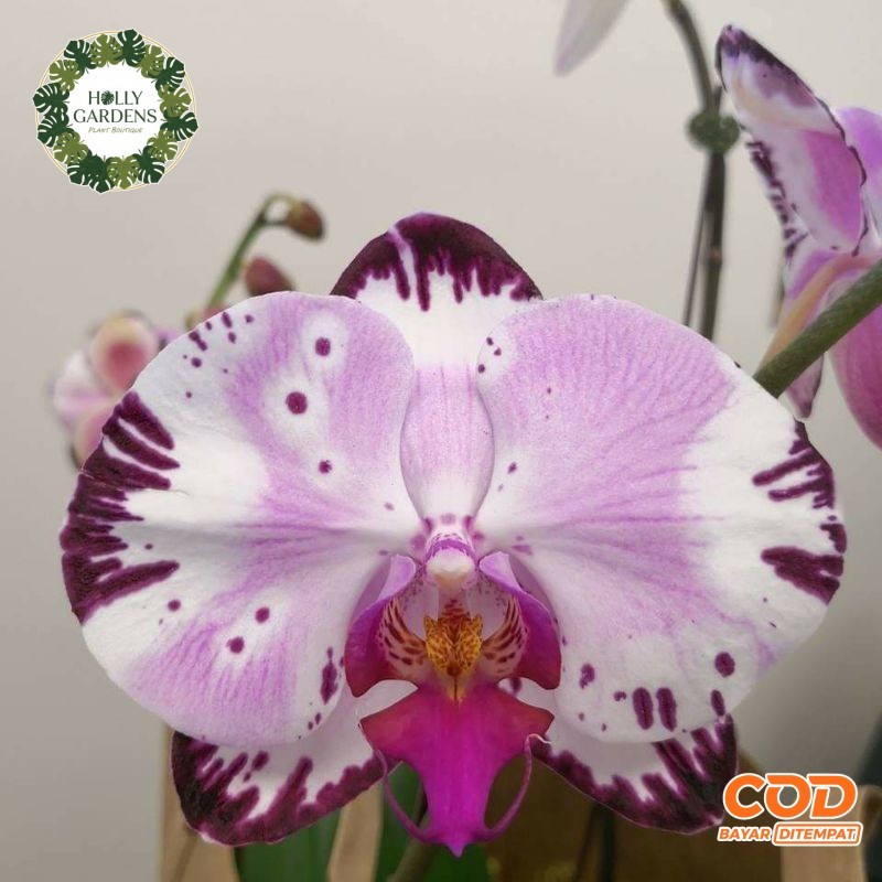 anggrek dewasa bulan hybrid import taiwan