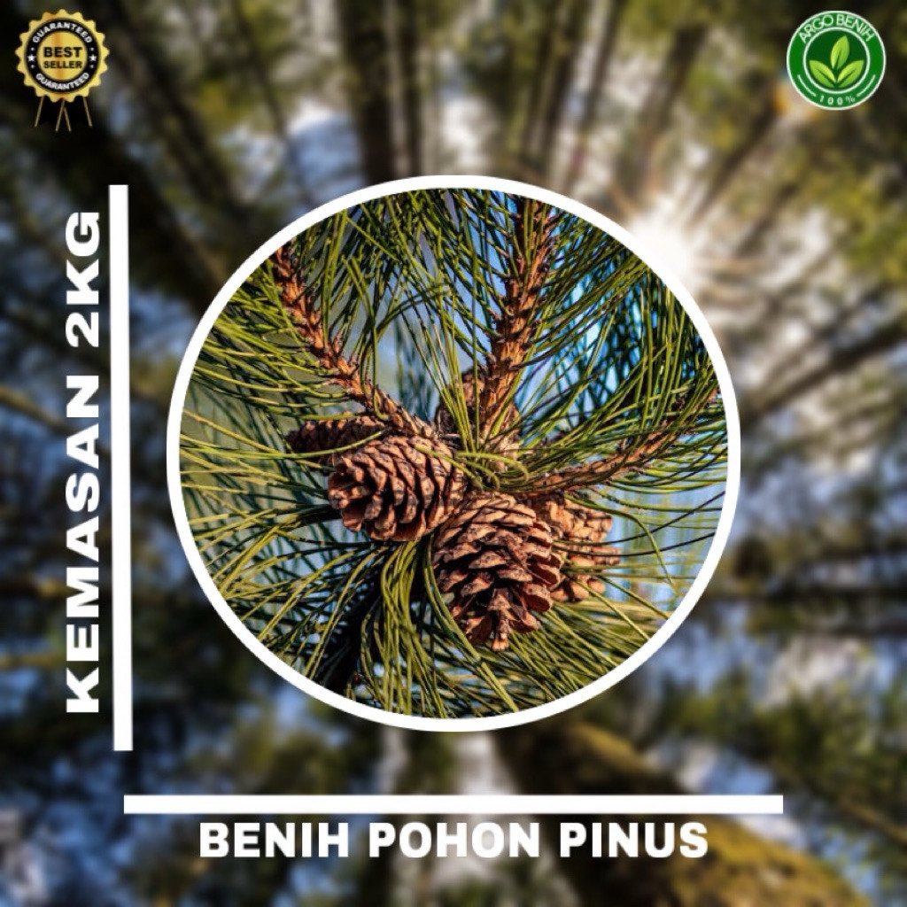 Benih Biji Pohon Pinus Merkusii 2kg siap semai Biji Tanaman Pinus Merkusii - BONUS 200 GRAM