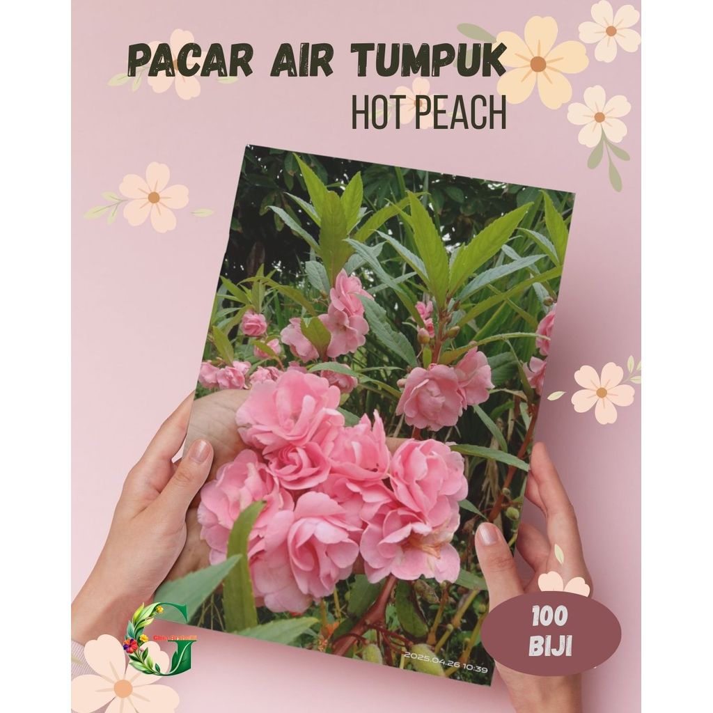 100 Benih Bunga Pacar Air Tumpuk Impatiens Balsamina Hot Peach