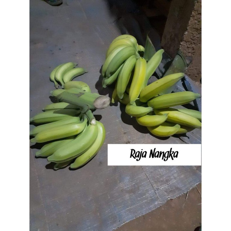 GURIH , Jual Bibit Pisang Raja Nangka, Bibit Pisang Raja Nangka
