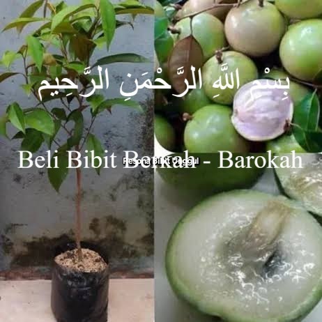 Bibit Buah Kenitu/ Sawo Apel -Bibit Buah Kenitu