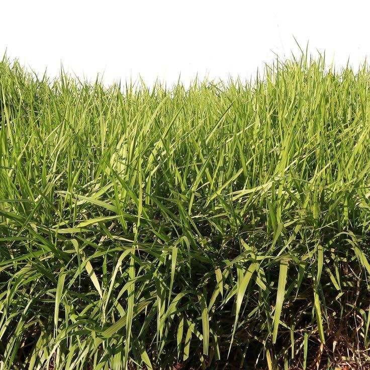 Benih Brachiaria decumbens Humidicola Rumput Sinyal Bede BH -rumput Pakan Ternak Kerbau Sapi Kambing