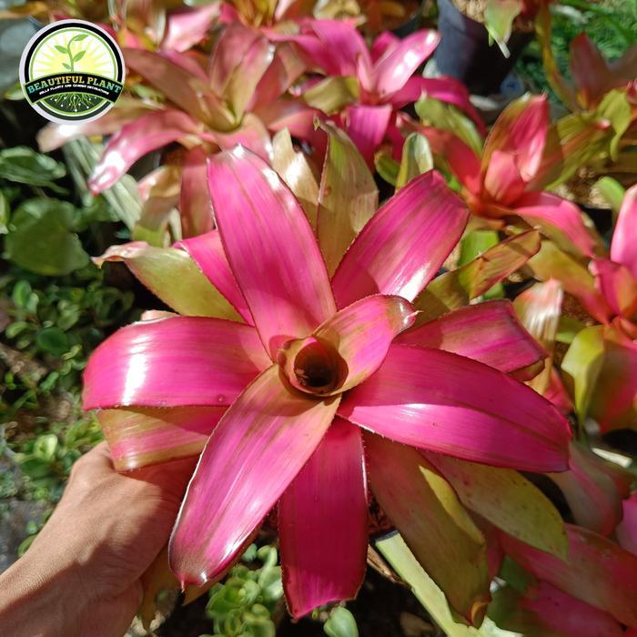 Tanaman Hias Bromelia Pink - Bromelia Pink Besar