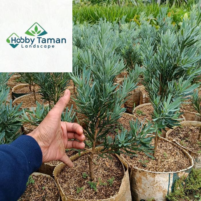 Tanaman lohansung blue ice silver - tanaman hias lohansung blue ice