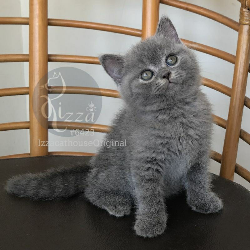 makanan British shorthair / BSH, blue solid. pure parent import line pedigree.