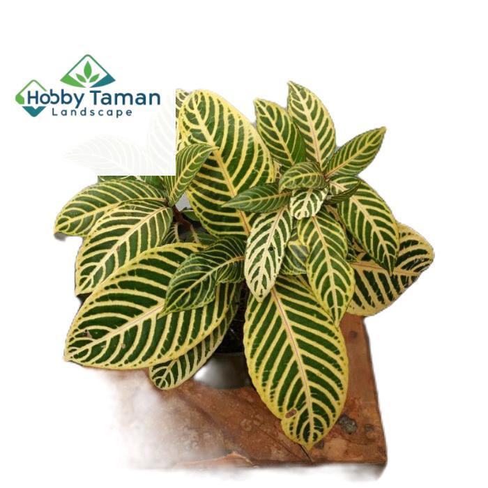 tanamanhias aphelandra - tanaman aphelandra - aphelandra daun kuning strip Hijau