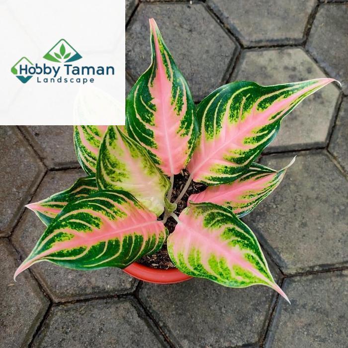 Tanaman hias aglonema pink sunset - aglonema pink sunset