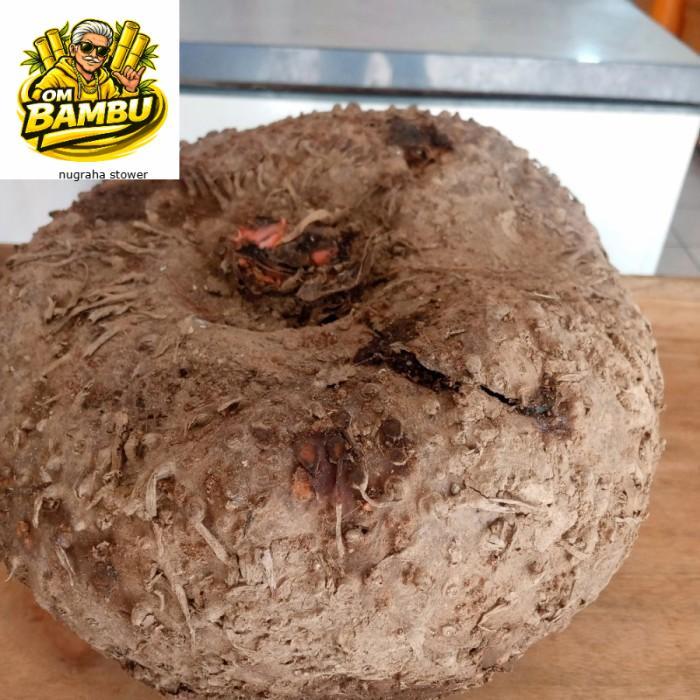 Promo Umbi porang segar,umbi porang besar,untuk beras,bibit,dll 1kg