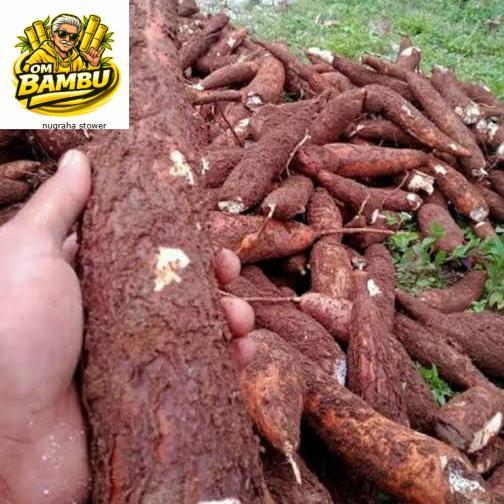 UBI KAYU RENYAH/UBI ROTI/UBI EMPUK/SINGKONG RENYAH EMPUK/SINGKONG - 1 kg ad