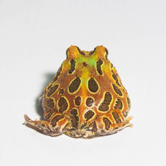 Katak Pacman / Pacman Frog / Kodok Pacman / Kodok Hias / Camo Sunburst Brown Green Albino Strawberry
