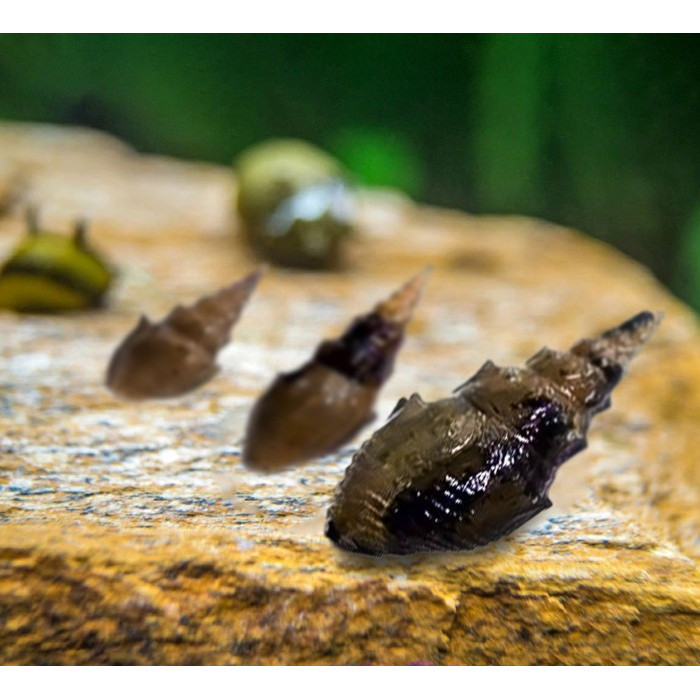 Keong Prambanan / Keong Aquascape