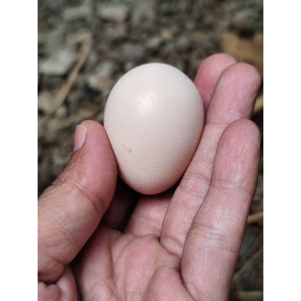 jual telur tetas silangan ayam hias american silky dan polan / telur fertil hayam silky / telor ayam