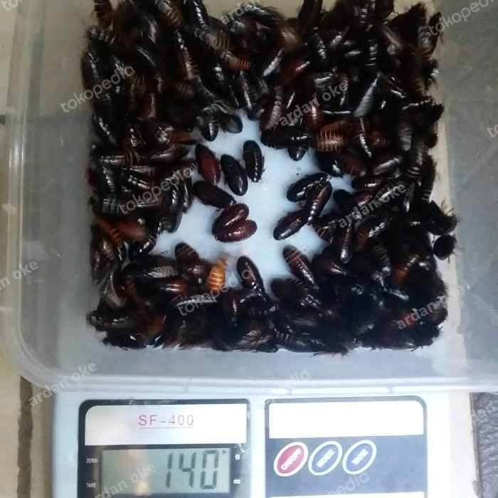 Kecoa batu Kecoa Tanah Terkelak Menje Coro Ceremende