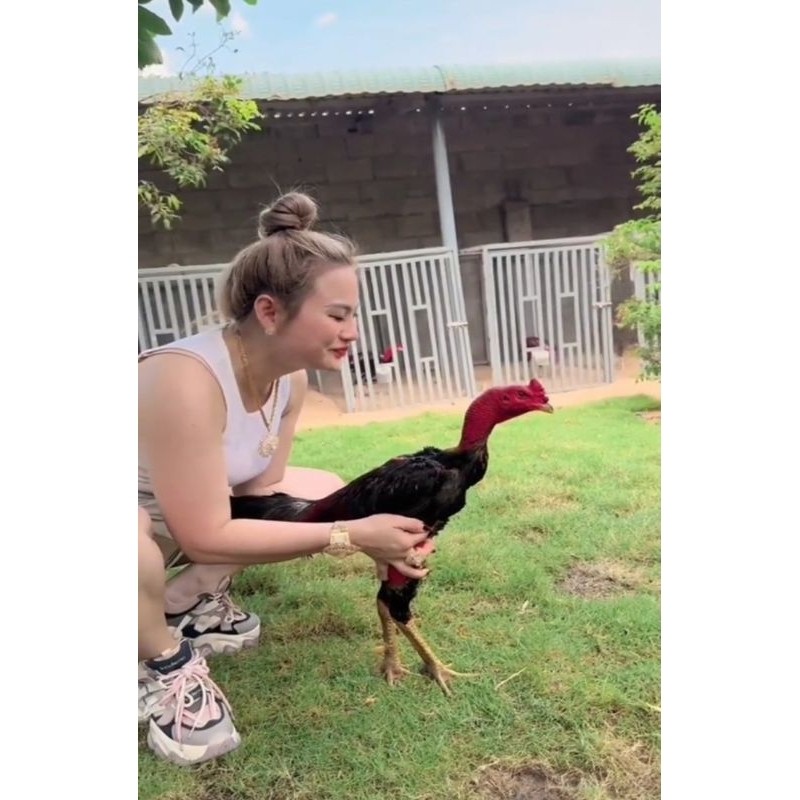 TELUR TETAS AYAM PETARUNG SAIGON