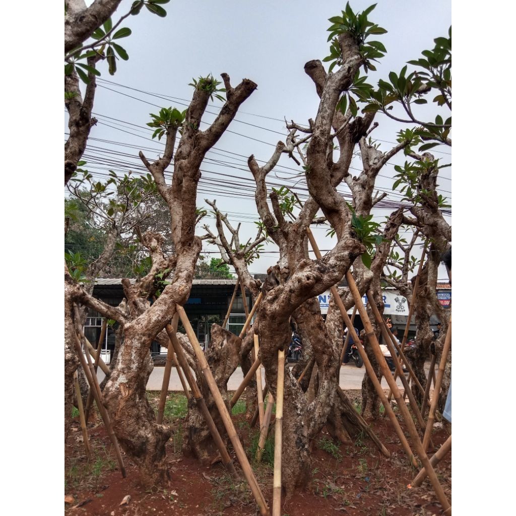 TERBARU Pohon kamboja fosil  - fosil kamboja LETSGOGARDEN