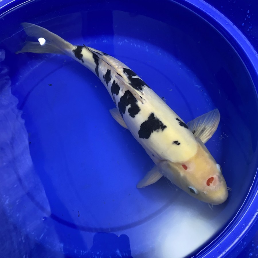 Hiasan ikn Ikan koi Shiro doitsu size 11-15
