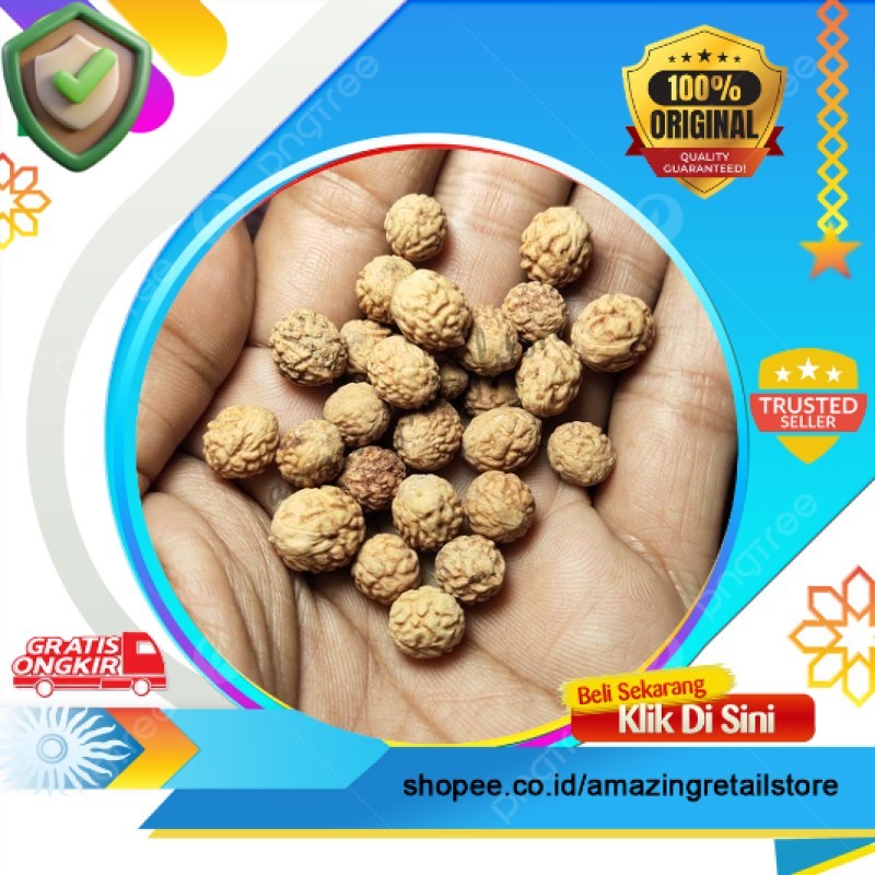 Biji Bidara | Per 1 Biji | Benih Bidara Arab / Sidr Asli | ARSppp