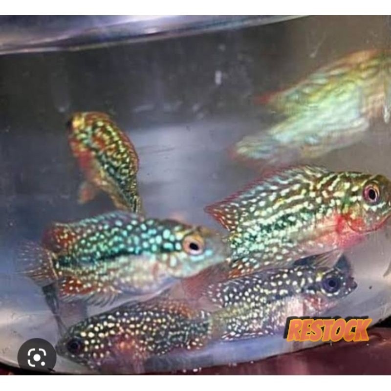 SINLETANK 3 jari Burayak Louhan lohan kamfa f2 x srd full marking merah calon jenong beli 3 bonus 1 