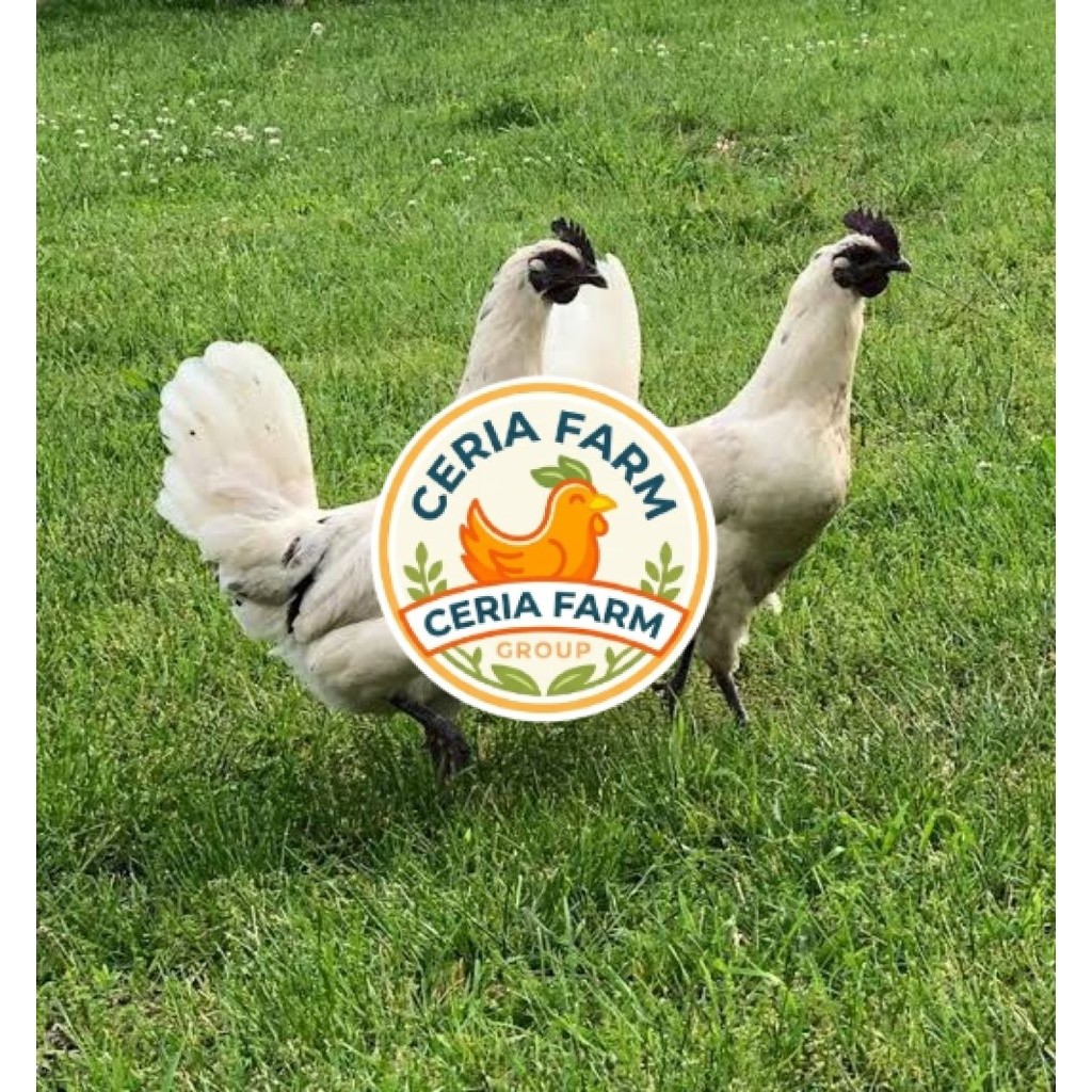 Telur Ayam Cemani Putih Fertil Untuk Di Tetaskan Asli CERIA FARM GROUP