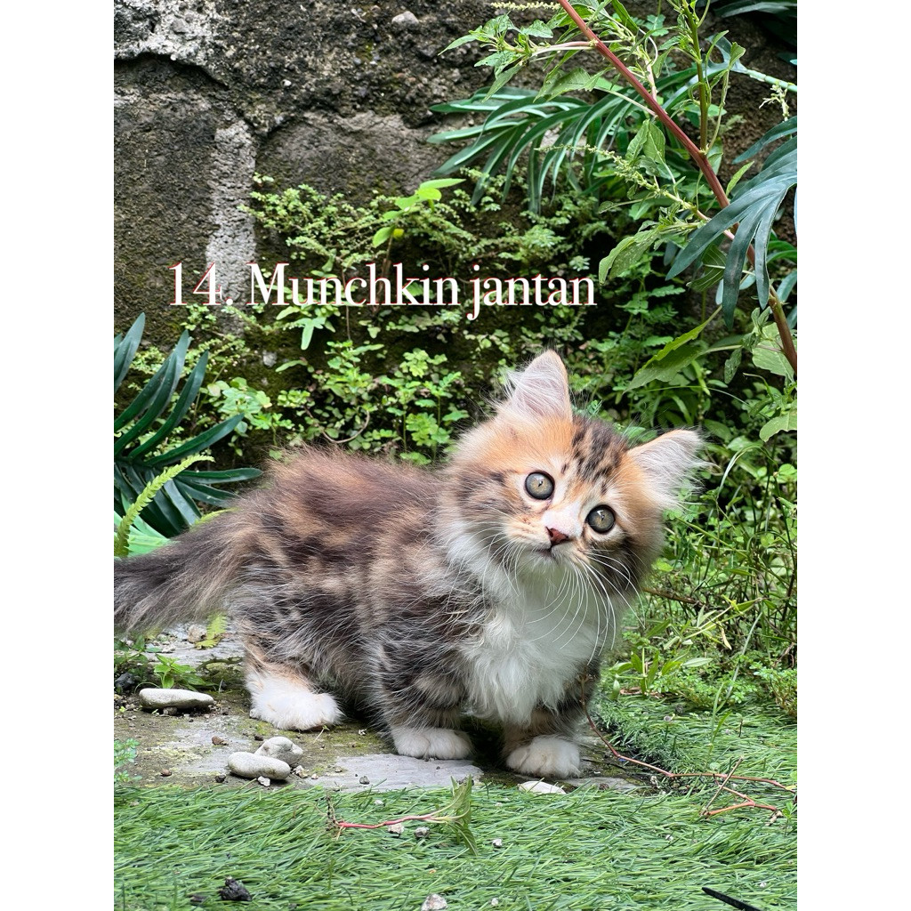 Kucing Munchkin cebol jantan