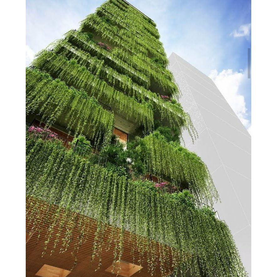 10 tanaman bunga hias hidup tanaman bunga merambat tanaman bunga menjuntai lwekuanyew/likuanyu