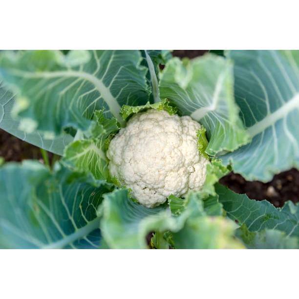 PASTI BONUS  - Bibit Kembang Kol