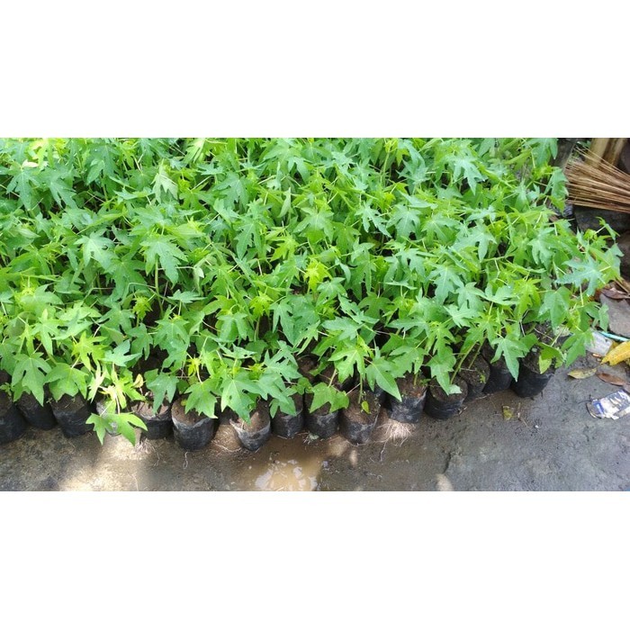 Bibit Pepaya Thailand