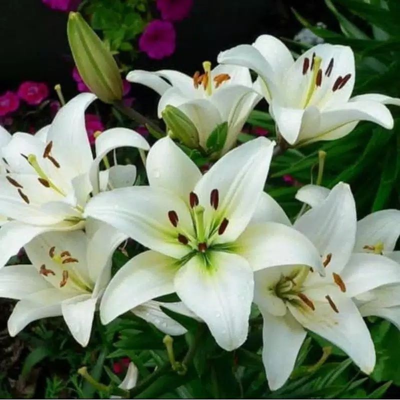 TANAMAN TERAS HIJAU - tanaman hias Bakung amarilys white | bunga Bakung putih | TANAMAN HIAS NUSANTA