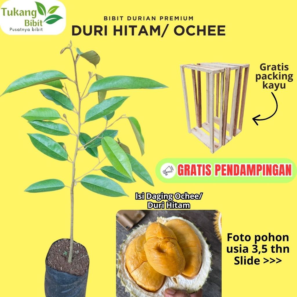 Bibit Durian Duri Hitam Ochee Black Thorn Bibit Premium Asli Okulasi Super Siap Tanam Garansi Hidup 