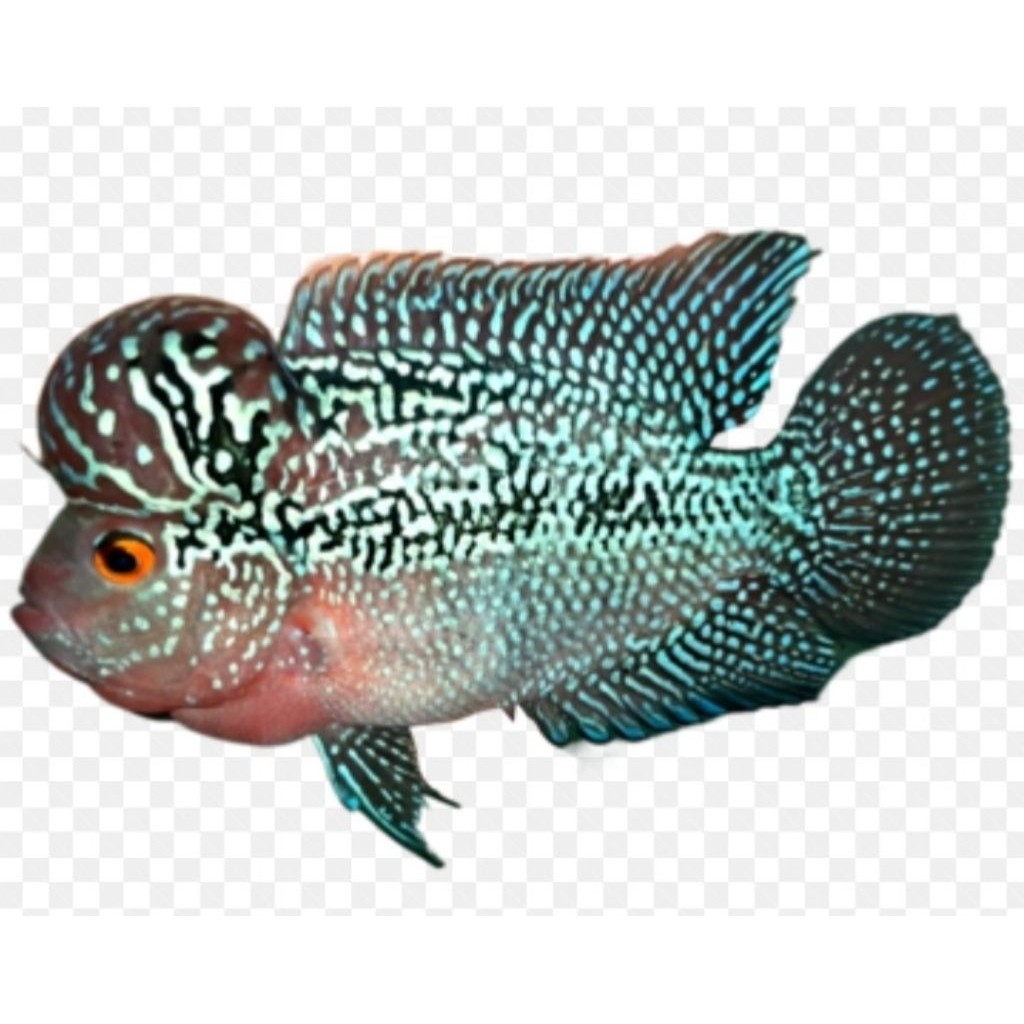 Burayak louhan SUPER RED DRAGON 2-5 CM UKURAN