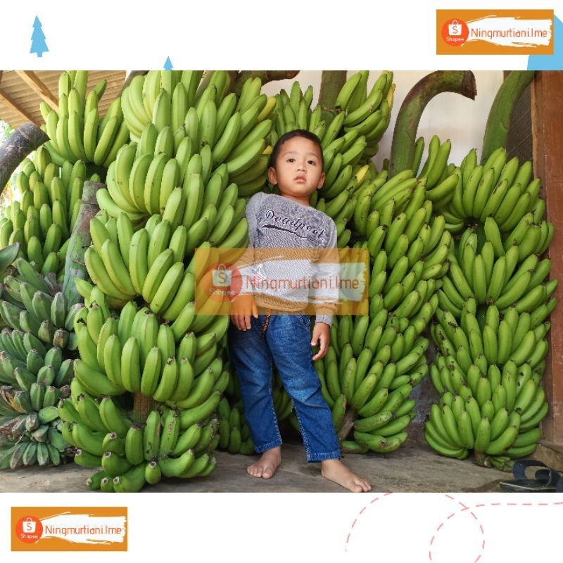 BIBIT PISANG FHIA17 100% ORIGINAL | BONGGOL PISANG MULYO CAVENDISH | BIBIT FHIA 17
