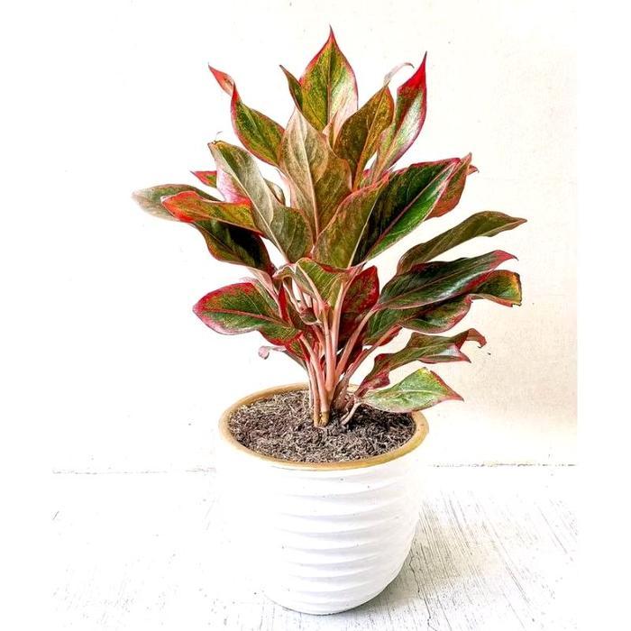 tanaman hias aglonema lipstik - bibit aglonema lipstik  Hijau Merah