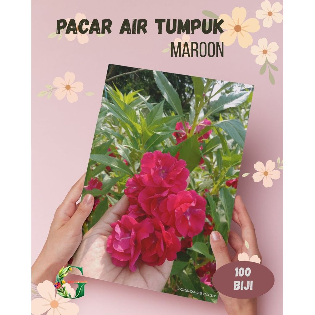 100 Benih Bunga Pacar Air Tumpuk Impatiens Balsamina Maroon