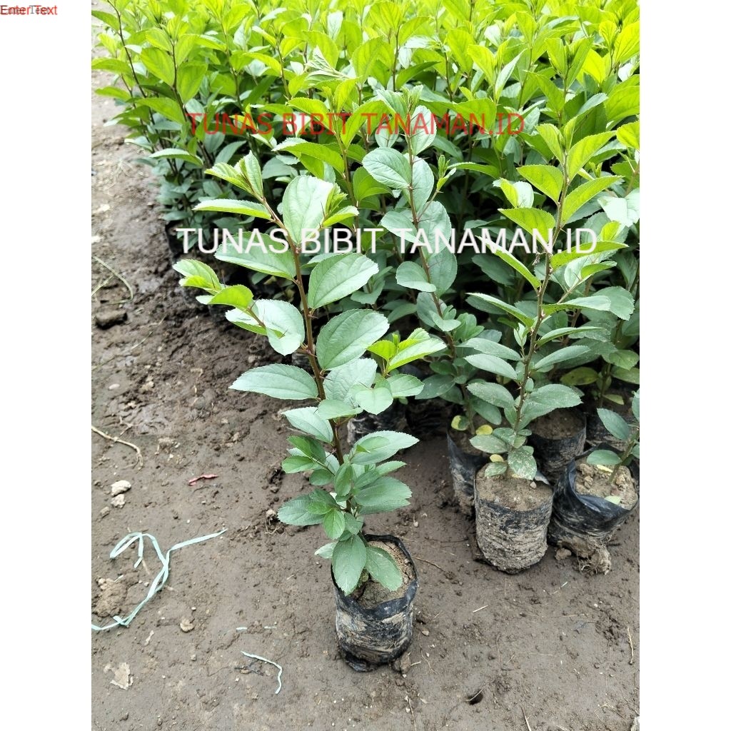 Bibit Pohon Bidara Arab Asli (Beli 5 Gratis 1)