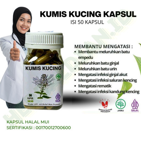 Kapsul Herbal Kumis Kucing 50 Kapsul untuk Kesehatan Ginjal dan Asam Urat