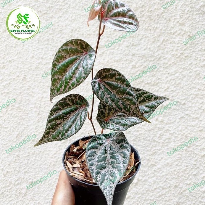 promo bibit sirih merah/tanaman sirih herbal/pohon sirih merah/benih sirih raedy stok