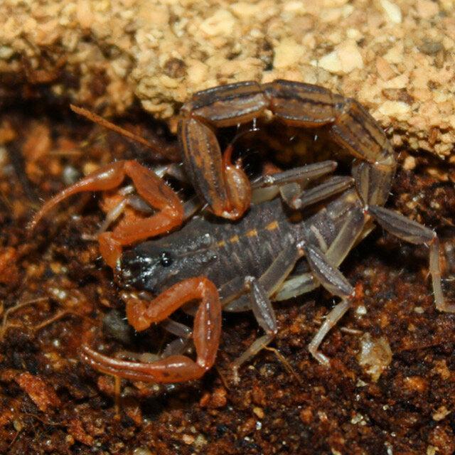 Janalychas Tricarinatus Action Figure - Adult 6i