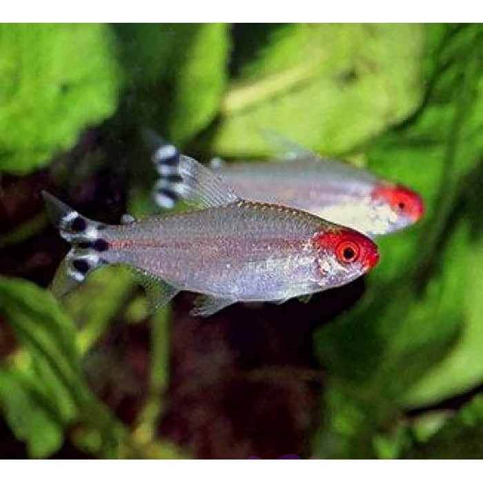 Ikan Red Nose Tetra / Ikan Hias Air Tawar / Ikan Hias Aquascape