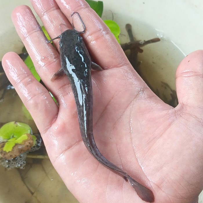 Bibit Lele Ukuran 11 - 12 cm