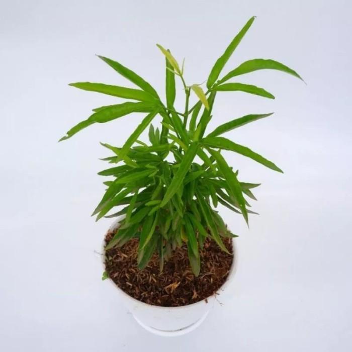 Tanaman Zodiak Pengusir Nyamuk (Beli 5 Gratis 1 ) Pohon Zodiak