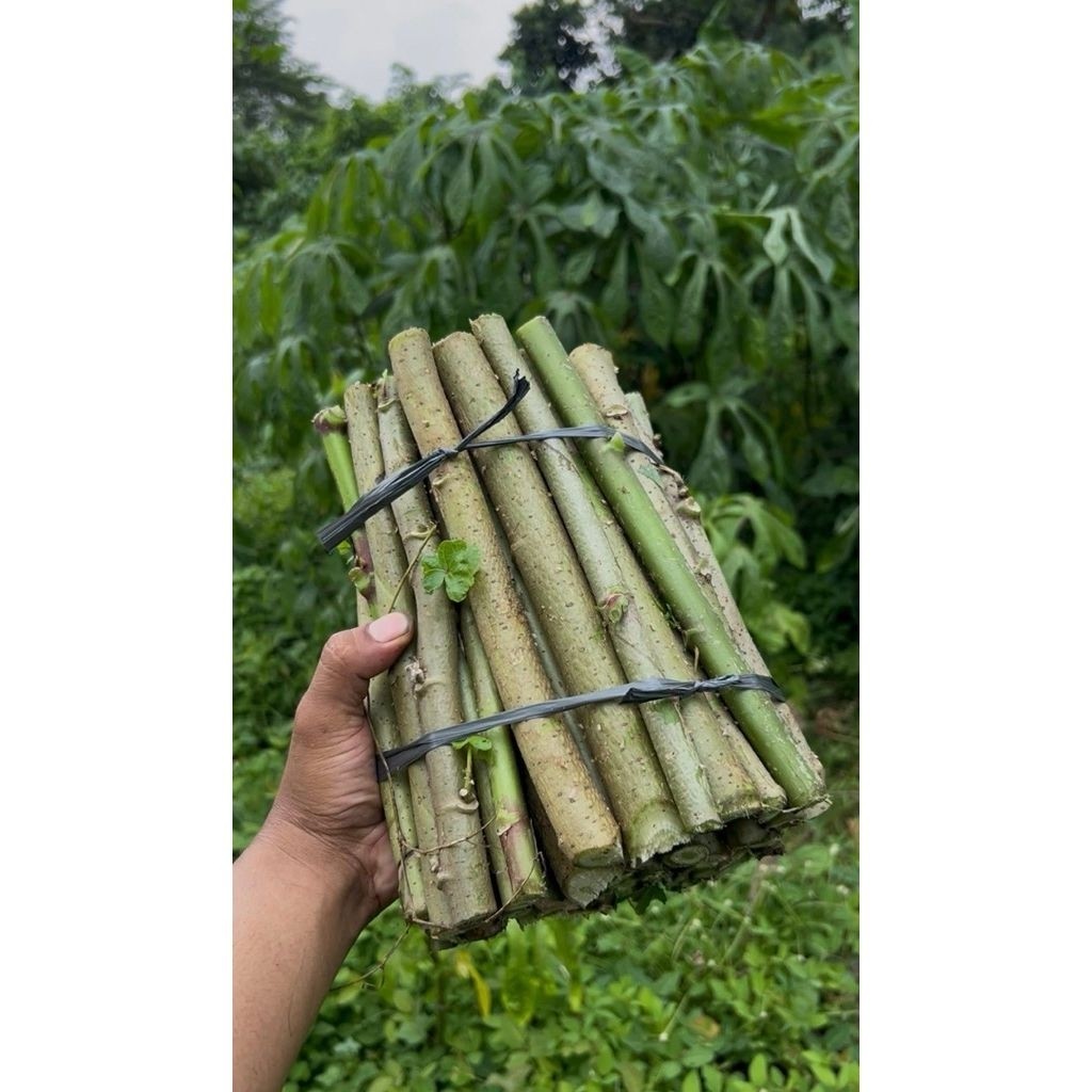 bibit telo papua 1kg panjang bibit 20cm kondisi siap tanam