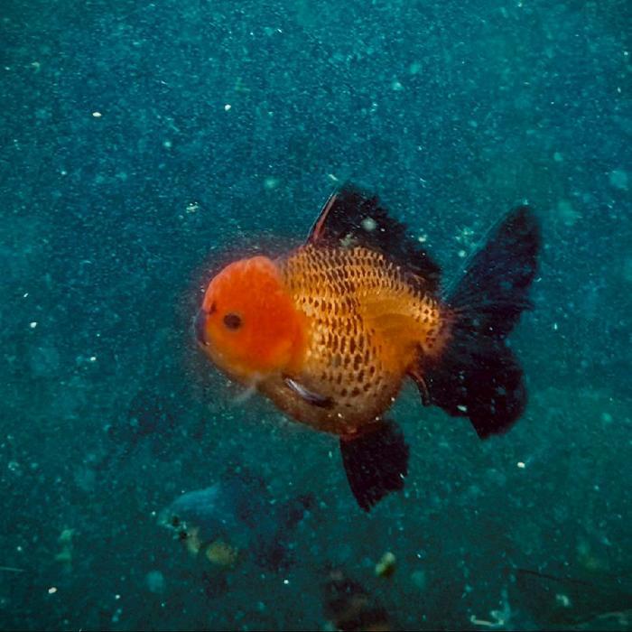 Ikan Hias Mas Koki Oranda Redwhite dan Pancawarna Grade High Quality request bisa