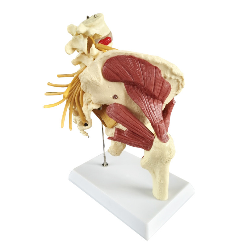 1:1 Nerves Hip Joint Muscle Anatomy Model Removable Movable Femur Heads Product Manual Card for Meca