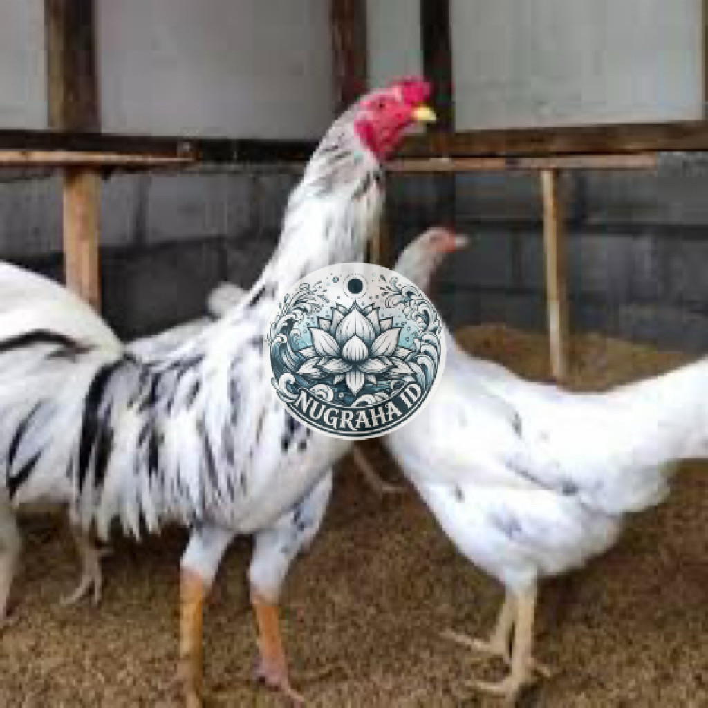 TELUR FERTIL AYAM SENSI UNTUK DITETASKAN NUGRAHA ID