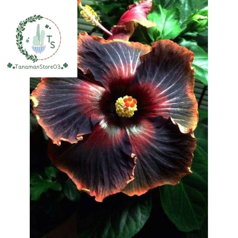 PROMO TANAMAN HIAS HIBISCUS BUNGA SEPATU// BLACK CARDINAL