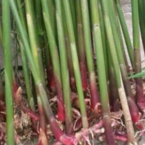 BIBIT KAPULAGA UNGGUL/BIBIT KAPOL/BATANG KAPULOGO/MURAH BIBIT KAPULAGA