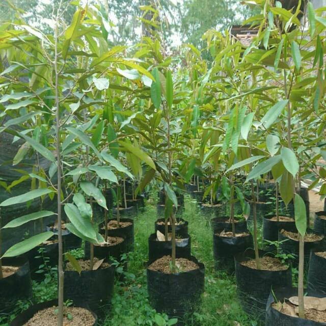 Bibit Durian Musangking  1 Meter Up