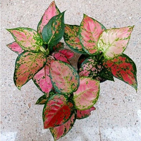 Aglonema Dud Anjamani Batik Merah Hijau Sehat